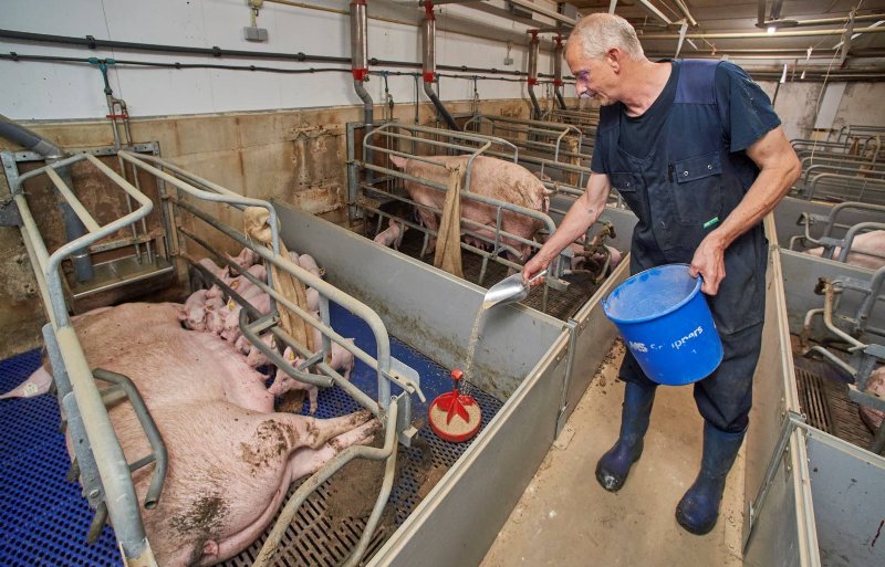 TN Tempo-biggen vreten al volop in de kraamstal.