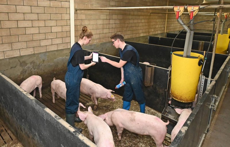 Eef Jongkind en Emiel Klein Wolterink scoren de opgroeiende fokgelten individueel op eventuele beschadigingen.