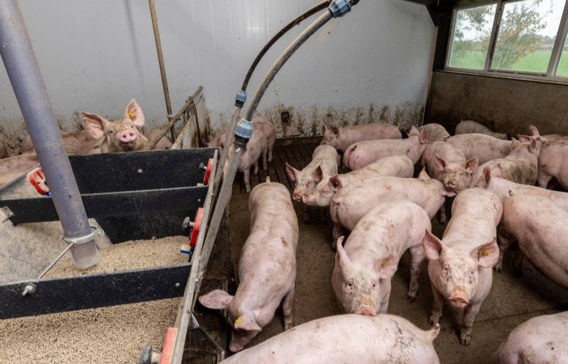 De vleesvarkens groeien al goed en de aanpak van PRRS zal dat verder verbeteren.