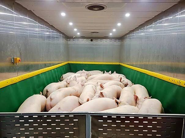 Koppel Chinese varkens in de lift naar het laadstation.