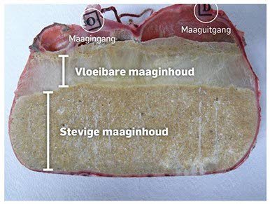 Vloeibare maaginhoud van een varken