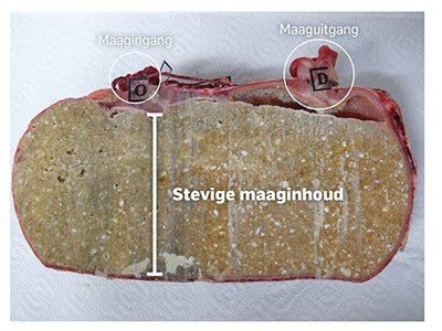 Stevige maaginhoud van een varken