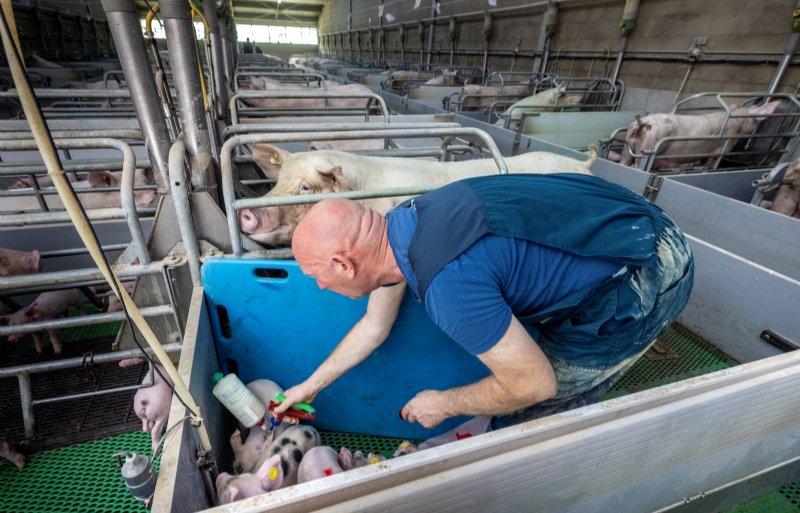 Biggen vaccineren met de TwistPak bij Rik Rotink in Aalten