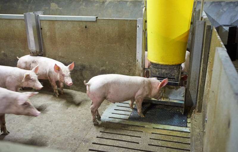 Aan het blauwe drinkwater in de trog is te zien dat de pas opgelegde varkens tegen PIA worden gevaccineerd.