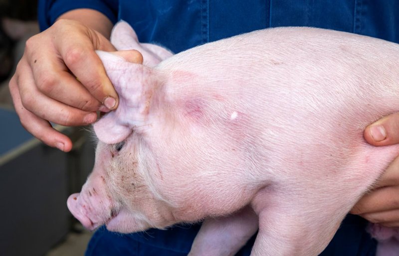 De afdrukken van de dubbele kop zijn goed zichtbaar