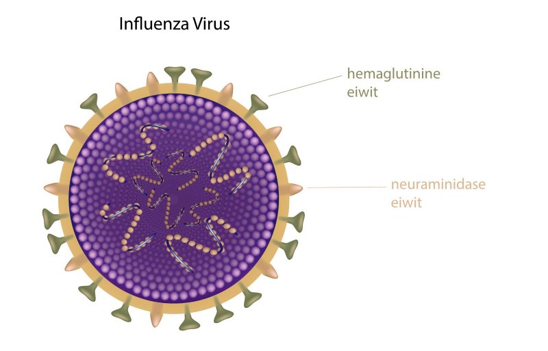 Influenzavirussen worden ingedeeld in subtypes, op basis van de hemaglutinine (H) en neuraminidase (N) eiwitten aanwezig op het virusoppervlak.