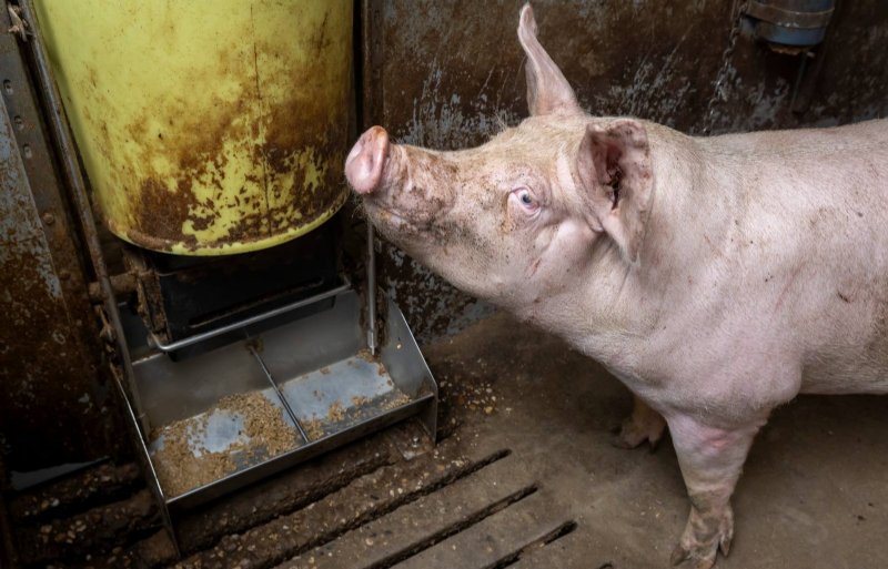 Elke trog heeft één drinknippel voor wei en één voor water.
