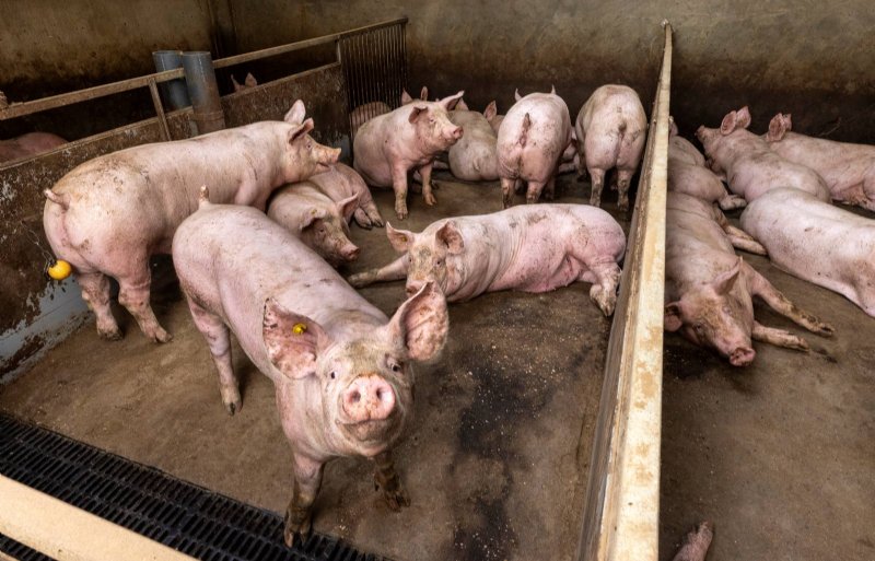 Rust heerst op het varkensbedrijf van familie Mocking.
