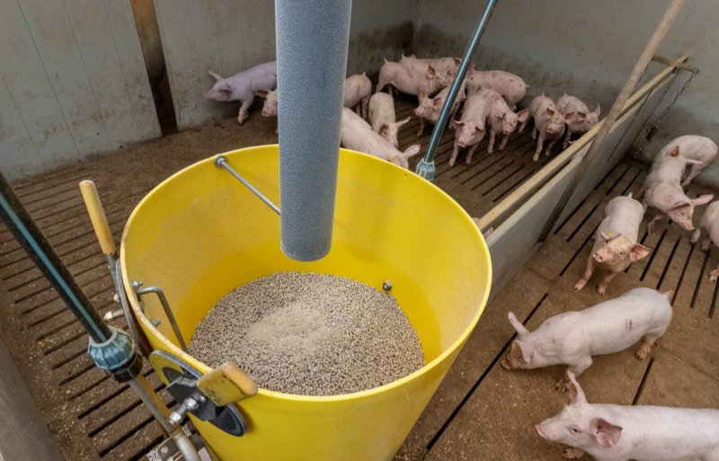 Meer groei en vitaliteit bij varkens op luxer voerpakket.