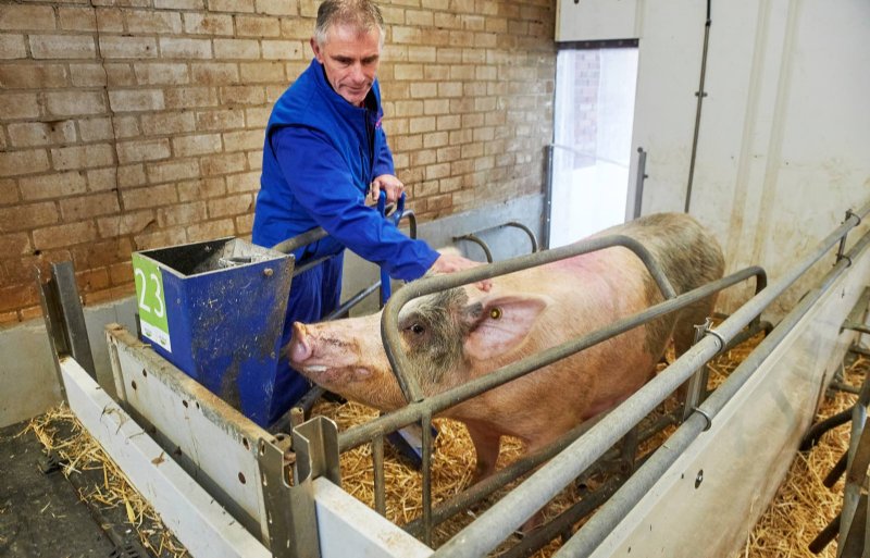 ‘Alleen al bij de gedachte aan varkenshouder af zijn, krijg ik tranen in mijn ogen’, bekent Henri van de Ven, die intussen een gesloten biologisch bedrijf met 55 zeugen runt.