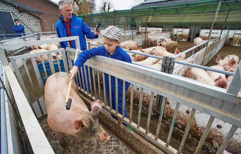 Vlak voor het afleveren weegt Henri van de Ven samen met hulpboer Jurre de zware vleesvarkens.