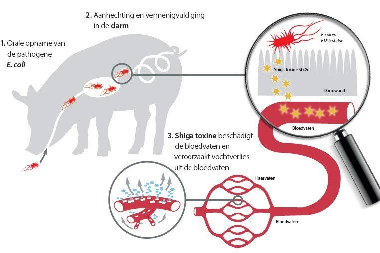 Werkingsmechanisme van het shigatoxine bij de ontwikkeling van slingerziekte.