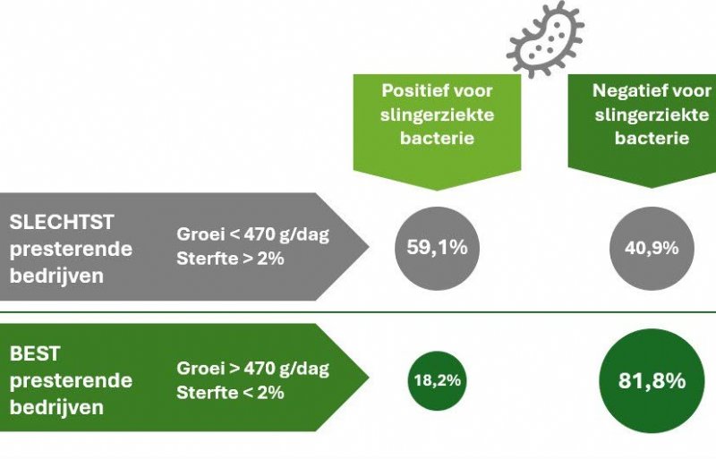 Percentage bedrijven waar de bacterie die slingerziekte veroorzaakt is aangetoond. Vergelijking tussen een groep bedrijven met gunstige prestaties en een groep met minder goede prestaties bij gespeende biggen.