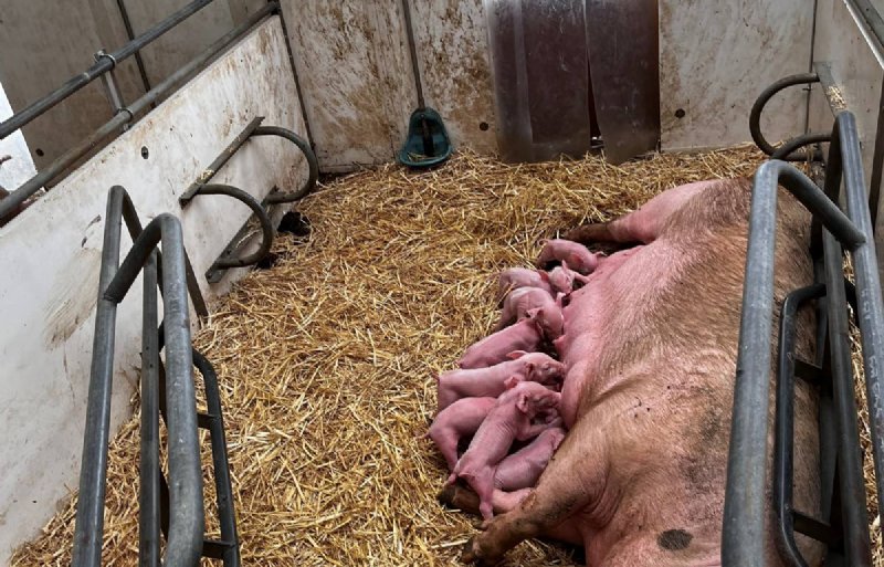 Biologische kraamzeug op stro met pas geboren biggen