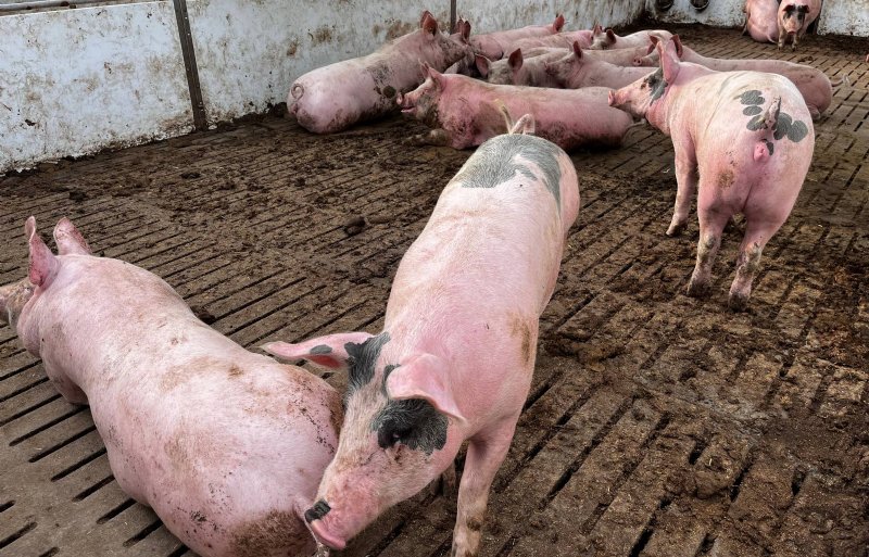 Biologische vleesvarkens klaar voor afleveren