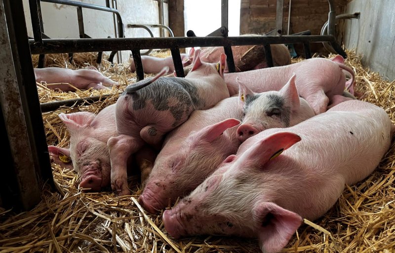 40 dagen oude biggen bij een biologische zeug