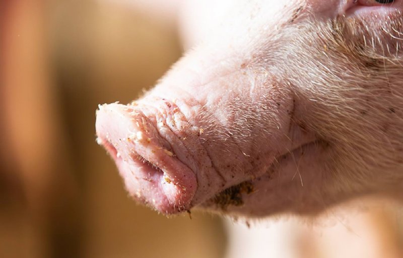 Voor Top-resultaten is een goede opstart van groot belang. De voeropname moet goed zijn door een soepele voerovergang. Vervolgens moet het aanbod van lysine en EW voldoende hoog zijn om ook in de startfase de groei te benutten. Dit heeft als gevolg dat er aan het einde minder onderhoudsvoer nodig is. Het doel van alle praktijkonderzoeken die we doen, is de vertaling naar ons vleesvarkensassortiment. Zo zorgen we ervoor dat onze klanten zorgeloos topresultaten kunnen behalen.