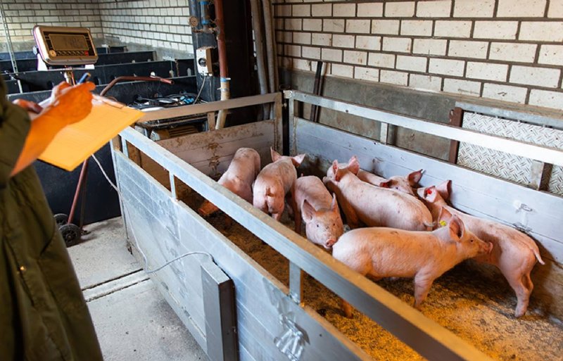 Goed onderzoek begint bij het meten van allerlei zaken. Op onze onderzoeksbedrijven worden de varkens op vaste momenten gewogen.