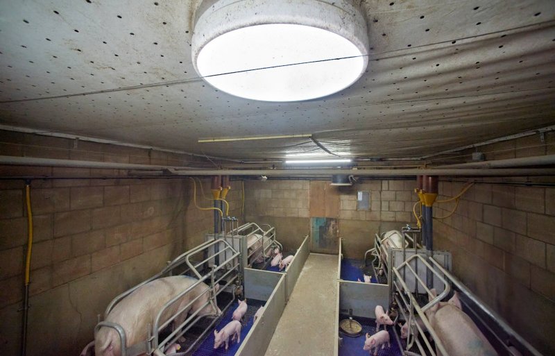 Bij zes afdelingen in de kraamafdeling heeft varkenshouder Jan Vermeer daglichtkokers ingebouwd om een natuurlijk dag-en-nachtritme te krijgen.