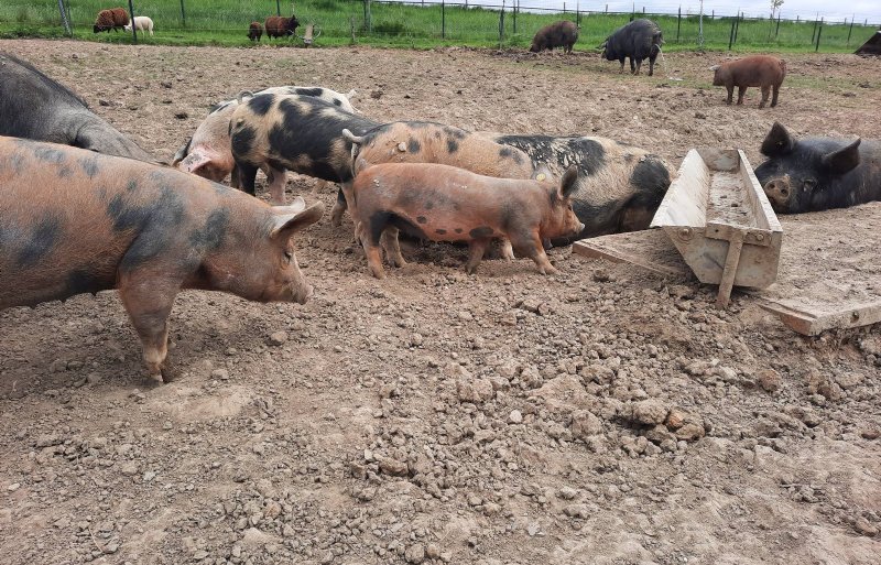 De dieren worden geselecteerd op natuurlijk gedrag. Kan een zeug niet zelfstandig afbiggen, dan valt ze af.