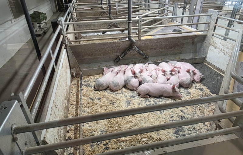 In de Zweedse praktijk ziet het Moving Floor-concept er zo uit: de biggen in het kraamhok blijven gewoon liggen als de vloer beweegt.