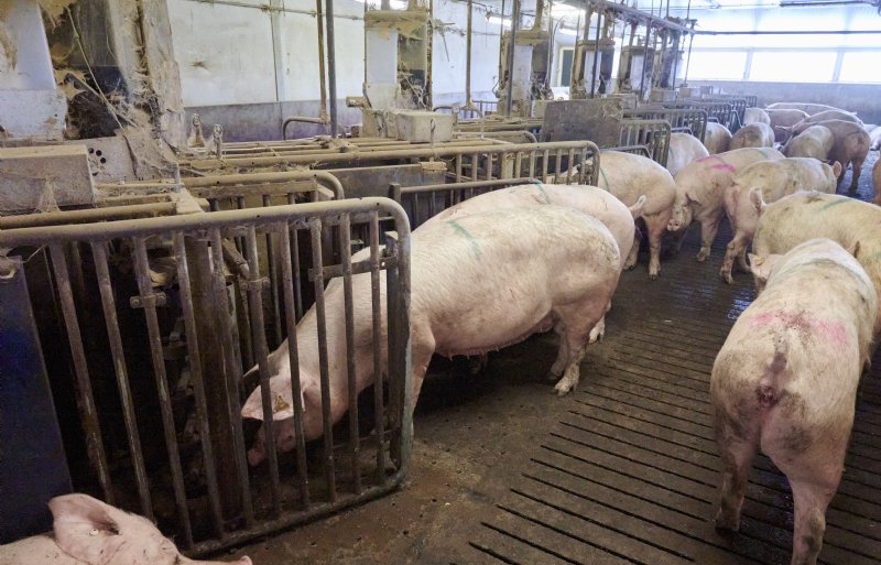 De familie Van Bommel heeft 1.150 zeugen.
