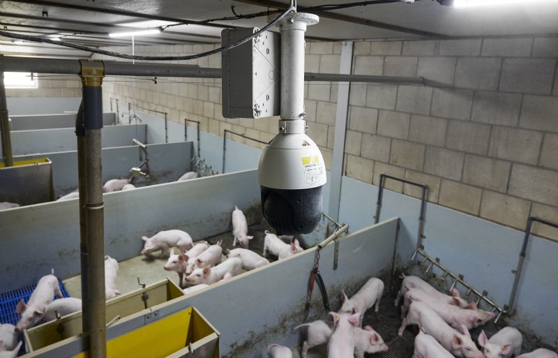De eerste camera op het bedrijf van de familie Jacobs werd in een afdeling bij de gespeende biggen geïnstalleerd.