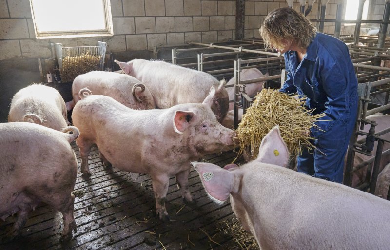 Hun ervaring is dat goede hokverrijking veel kan helpen om ongewenst gedrag te voorkomen en om te buigen. Zo krijgen de gespeende biggen en vleesvarkens een luzernemix en drachtige zeugen stro in een ruif.