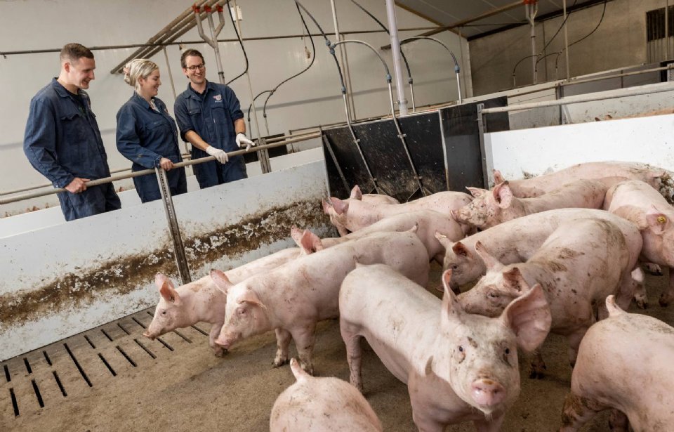 Derk En Sanne Veenstra Willen Vleesvarkens Vrijmaken Van PRSS Nieuwe derk-en-sanne-veenstra-willen-vleesvarkens-vrijmaken-van-prss-nieuwe
