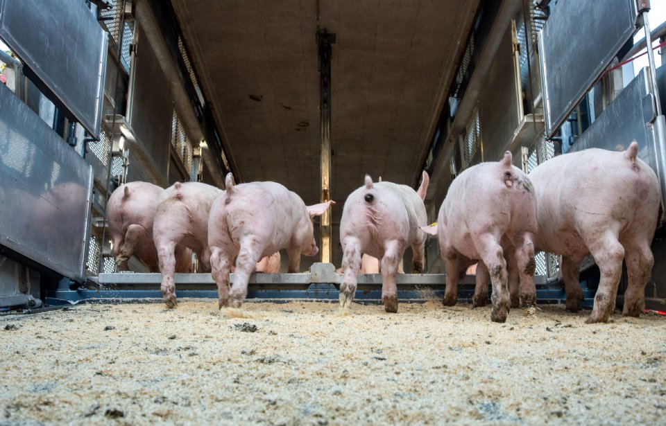 Zomers transportverbod voor vee kent nog veel praktische knelpunten ...