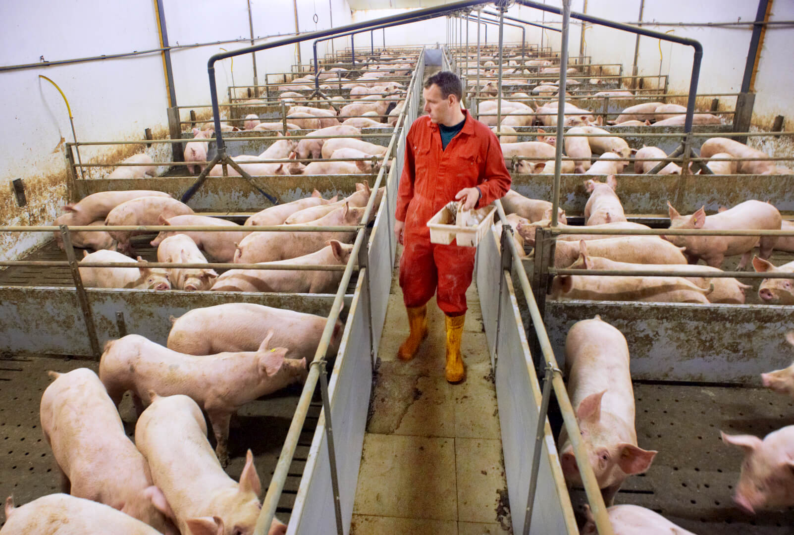 Gezondheid en verlaging van antibiotica