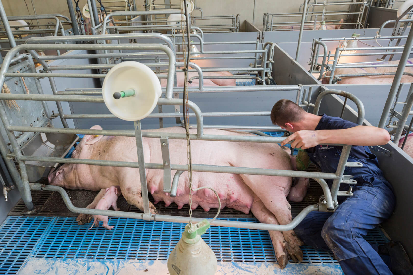 Varkens.nl | Hét platform voor de varkenshouderij